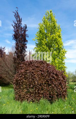 Fagus sylvatica 'Purpurea Pendula', Fagus sylvatica 'Dawyck Gold', Fagus sylvatica 'Dawyck Purple', Primavera, deciduo, alberi Foto Stock