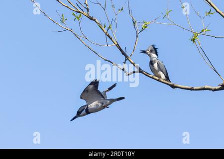 Martin pescatore con cintura (Megaceryle alcyon) in primavera Foto Stock