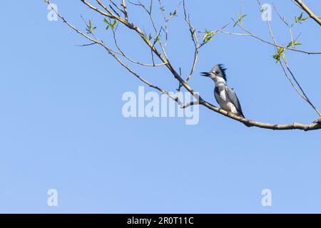 Martin pescatore con cintura (Megaceryle alcyon) in primavera Foto Stock