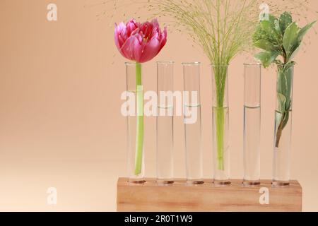 Provette con diverse piante in legno su fondo beige. Spazio per il testo Foto Stock