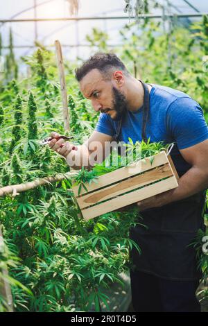 Gli agricoltori stanno ispezionando e tagliando le piante di canapa. Alla ricerca di cannabis medica alternativa. Prodotto in estratti di CBD. Droga marijuana erbaccia. Foto Stock