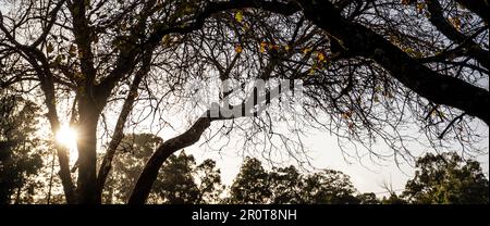 Sole che splende attraverso gli alberi che creano luce solare Foto Stock