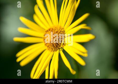 Leopardo's bane, Doronicum orientale giallo primavera fiore primo piano selettivo fuoco Foto Stock