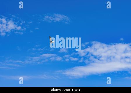 Lago Karla, lago calmo e bello, Grecia, una zona umida unica, con cambi d'acqua, piccole isole e piante acquatiche e uccelli. Foto Stock