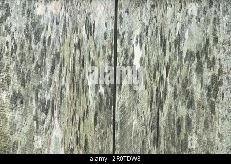 asse spaccato, grano di legno con macchie di crescita di muffa e macchie, grano di legno di cartone con crescita di muffa che causa varietà di colori verde, marrone, marrone, marrone, sfondo, Foto Stock