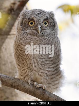 Eastern screech gufo bambino arroccato su un ramo di albero, Quebec, Canada Foto Stock