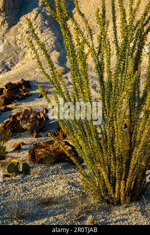 Ocotillo (Fouquieria splendens) nel Parco Nazionale di Big Bend in Texas Foto Stock