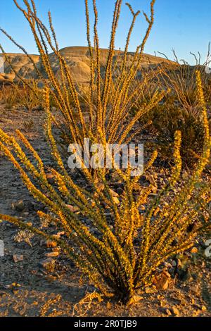 Ocotillo (Fouquieria splendens) nel Parco Nazionale di Big Bend in Texas Foto Stock
