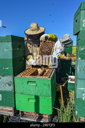 Niederjesar, Germania. 09th maggio, 2023. Lutz Theis (l), apicoltore professionista, e suo padre Eberhard controllare le orticaria (caselle delle api) sul bordo di un fiorente campo di colza. Secondo l'Associazione degli apicoltori di Brandeburgo, le api stanno attualmente trovando buone condizioni per la raccolta di polline e nettare, anche se stanno volando fuori un po' più tardi quest'anno a causa del clima più fresco. (A dpa: Associazione degli apicoltori: Le api trovano la tavola ben posata) Credit: Patrick Pleul/dpa/Alamy Live News Foto Stock