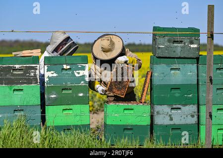 Niederjesar, Germania. 09th maggio, 2023. Lutz Theis (r), apicoltore professionista, e suo padre Eberhard controllare le orticaria (caselle delle api) sul bordo di un fiorente campo di colza. Secondo l'Associazione degli apicoltori di Brandeburgo, le api stanno attualmente trovando buone condizioni per raccogliere polline e nettare, anche se stanno volando fuori poco più tardi quest'anno a causa del clima più fresco. (A dpa: Associazione degli apicoltori: Le api trovano la tavola ben posata) Credit: Patrick Pleul/dpa/Alamy Live News Foto Stock