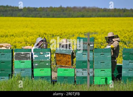 Niederjesar, Germania. 09th maggio, 2023. Lutz Theis (m), apicoltore professionista, con il padre Eberhard (l) e il collega Artur Tomaszyk controllare le orticaria (caselle delle api) sul bordo di un campo di colza fiorente. Secondo l'Associazione degli apicoltori di Brandeburgo, le api stanno attualmente trovando buone condizioni per raccogliere polline e nettare, anche se stanno volando fuori poco più tardi quest'anno a causa del clima più fresco. (A dpa: Associazione degli apicoltori: Le api trovano la tavola ben posata) Credit: Patrick Pleul/dpa/Alamy Live News Foto Stock