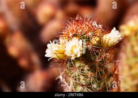Mammillaria elongata pianta -cactus di pizzo d'oro o cactus di dito della signora - ,pianta con steli ovali ricoperti di spine marroni con fiori gialli Foto Stock