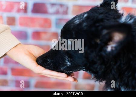 Donna che alimenta il cane mudi in studio o a casa, primo piano Foto Stock