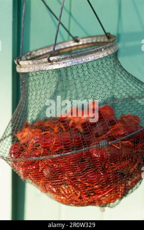 Granchi freschi in un cestello di filo Foto Stock