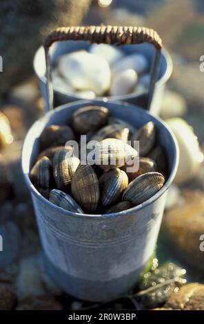 Lattina di vongole (topic: Vongole) Foto Stock