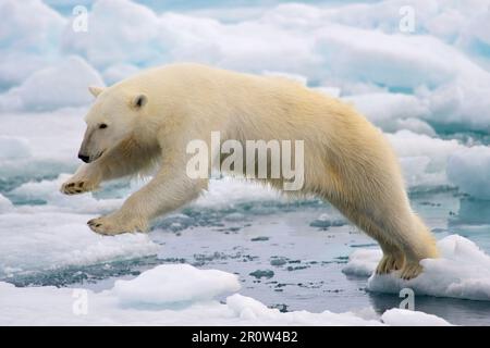 Polar Bear Polar Bear jumping, nell'isola di Spitsbergen, Svalbard, Norvegia. Arturo de Frias Marques Foto Stock