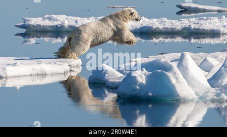 Orso polare (Ursus maritimus) nella regione di ghiaccio deriva a nord di Svalbard - Andreas Weith Foto Stock