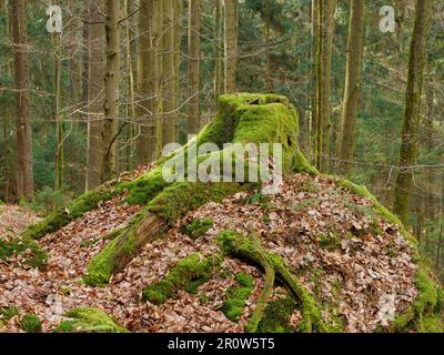 Mossy ceppo di albero Foto Stock