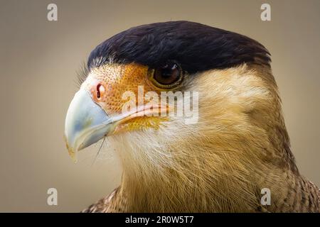 Crested Caracara (Caracara plancus) primo piano di testa Foto Stock