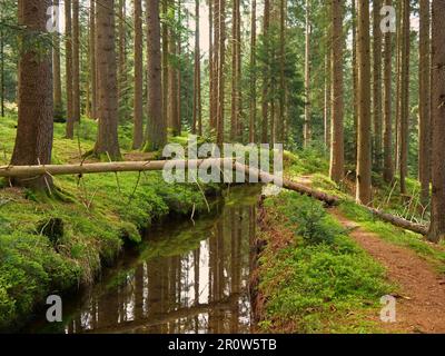 l'albero rotto si trova sopra il ruscello della foresta Foto Stock