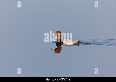 pochard comune Aythya ferina, nuoto maschile con riflessione, Suffolk, Inghilterra, maggio Foto Stock