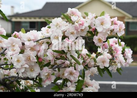 Bechtel granchio fiore di mela: Bella, carta da parati HD. Scintillanti fiori bianchi con gemme rosa aperte adornano un ramo di mela granchio in primavera Foto Stock