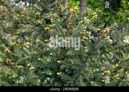 Immagine sfondo verde pianta giovane abete fiorito Foto Stock