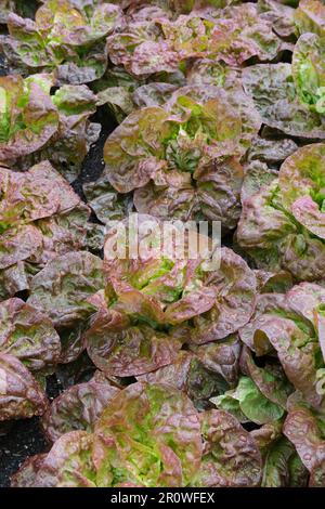 Lactuca sativa Marvel of Four Seasons, lattuga Marvel of Four Seasons, lattuga rossa e verde Foto Stock