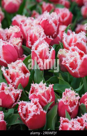 Tulip Canasta, Tulipa Canasta, fiori rosa profondi, fiori con frange bianche Foto Stock