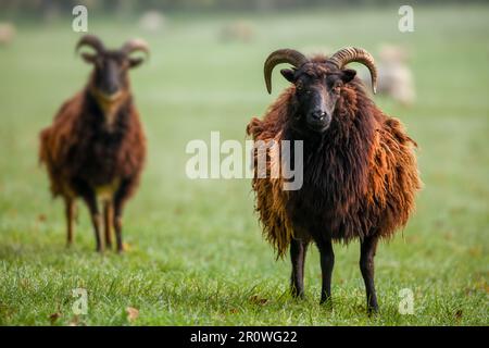 Due carine pecore Hebridean con corna in un campo e stemma di lana. Guardando la fotocamera Foto Stock