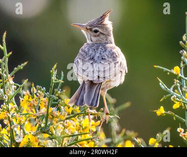 Lark crested (Galerida cristata) arroccato su un cespuglio Paphos, Cipro Foto Stock