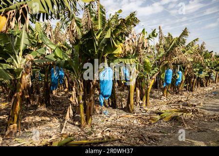 Mazzetti di banane, ricoperti di sacchetti di nylon blu per protezione, in una piantagione di banane Foto Stock