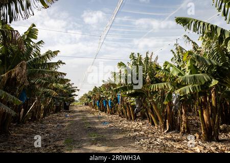 Mazzetti di banane, ricoperti di sacchetti di nylon blu per protezione, in una piantagione di banane Foto Stock