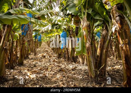 Mazzetti di banane, ricoperti di sacchetti di nylon blu per protezione, in una piantagione di banane Foto Stock