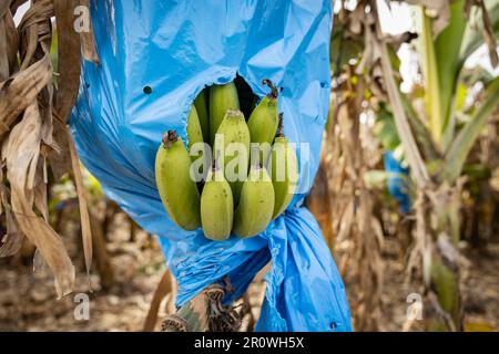 Mazzetti di banane, ricoperti di sacchetti di nylon blu per protezione, in una piantagione di banane Foto Stock