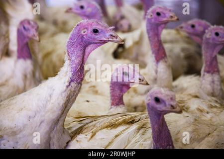 Gruppo di tacchini nella coop. Sembra dritto nella fotocamera e urla. Foto di primo piano, profondità di campo breve. Foto Stock