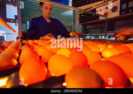 Kazakistan settentrionale, 12 maggio 2012: Operatore della macchina ovoscopica a uova in allevamento di pollo Foto Stock