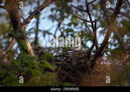 inizio dell'allevamento... Goshawk ( Accipiter gentilis ) sulla frizione nel nido, poltiglia di covata della femmina, solo le piume di coda sporgono sul nido ed Foto Stock