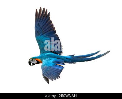 blue-oro macaw uccello volare isolato sfondo bianco, macaw è uno dei grandi pappagalli nel sud america selvaggia Foto Stock