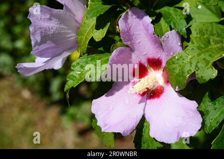 Bel fiore di ibisco con gocce d'acqua all'aperto nelle giornate di sole, primo piano. Spazio per il testo Foto Stock