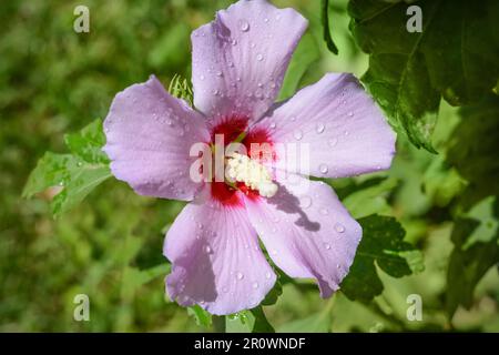 Bel fiore di ibisco con gocce d'acqua all'aperto nelle giornate di sole, primo piano Foto Stock