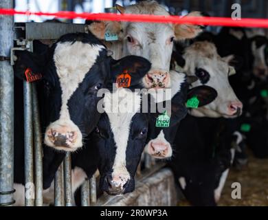 Mucche in fattoria attende per nutrire Foto Stock
