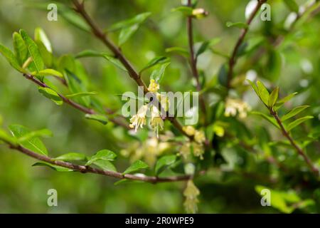 Fiori gialli di Lonicera nitida arbusto fuoco selettivo Foto Stock