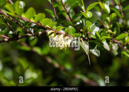 Fiori gialli di Lonicera nitida arbusto fuoco selettivo Foto Stock