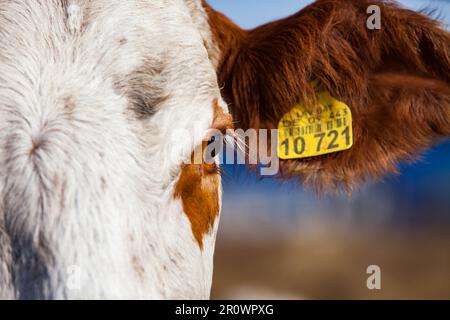 Primo piano della testa di mucca, orecchio e occhio contrassegnati. Guarda nella fotocamera. Sfondo sfocato Foto Stock