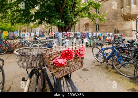 Biciclette nel centro di Cambridge. Cambridge è famosa per le biciclette. Il centro della città è limitato ai veicoli a motore. Una città universitaria, il ciclismo è popolare tra gli studenti. Foto Stock