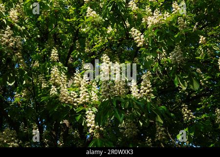Castagno di cavallo (aesculus hippocastanum) sfondo bianco fiori Foto Stock