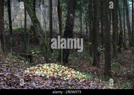 Impilare con mele danneggiate. Giardino e spreco di cibo, compost. Mucchio di mele marcio sul terreno in natura che decompone le mele nella foresta Foto Stock