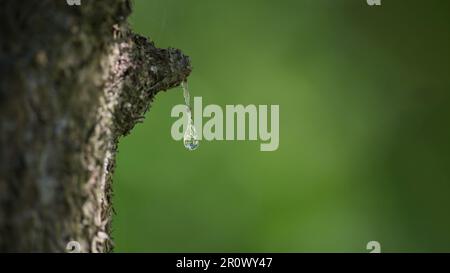 Resina che trasuda da un ramo di abete ferito. Primo piano contro di vegetazione sfocata, banner di grandi dimensioni con spazio per il testo Foto Stock