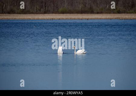 Il cigno trombettista (Cyngus Buccinator) sul lago. Bella specie nordamericana di cigno. Specie nativa dell'America del nord. Foto Stock